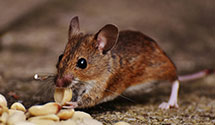 24 Hour & Emergency Exterminators in Merry Hill, NC